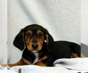 Basschshund Dogs for adoption in York, SC, USA