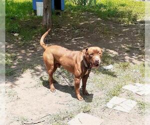 Labrador Retriever-Unknown Mix Dogs for adoption in San Antonio, TX, USA