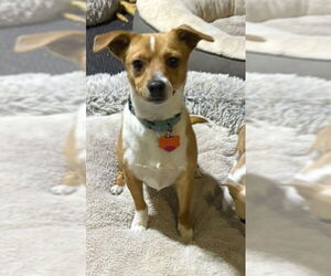 Chihuahua-Unknown Mix Dogs for adoption in Plymouth, MN, USA