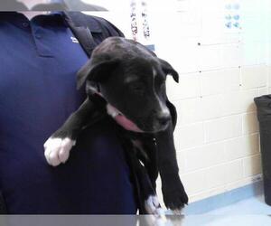 American Pit Bull Terrier-Unknown Mix Dogs for adoption in Tulsa, OK, USA