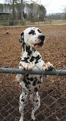 Dalmatian Dogs for adoption in Temple, GA, USA