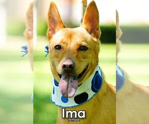 Mutt Dogs for adoption in Seattle, WA, USA