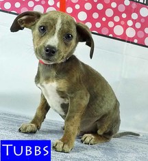 Medium Photo #1 Dachshund-Italian Greyhound Mix Puppy For Sale in Griffin, GA, USA