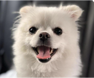 Pomeranian Dogs for adoption in San Ramon, CA, USA