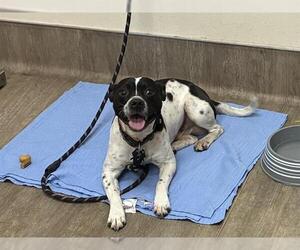 Staffordshire Bull Terrier-Unknown Mix Dogs for adoption in Pasadena, CA, USA