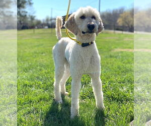 Poodle (Standard)-Unknown Mix Dogs for adoption in Pacolet, SC, USA