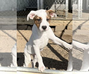 Mutt Dogs for adoption in Estherville, IA, USA