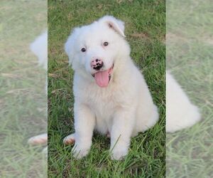 Great Pyrenees-Unknown Mix Dogs for adoption in The Woodlands, TX, USA