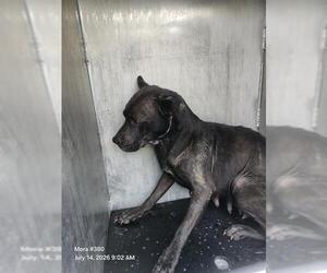 American Staffordshire Terrier-Unknown Mix Dogs for adoption in San Antonio, TX, USA