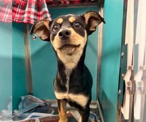 Mutt Dogs for adoption in San Antonio, TX, USA