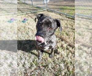 American Pit Bull Terrier-Catahoula Leopard Dog Mix Dogs for adoption in Blairsville, GA, USA