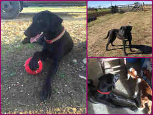 Labmaraner Dogs for adoption in Waco, TX, USA