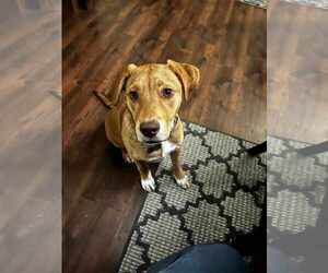 Labrador Retriever-Unknown Mix Dogs for adoption in Sheboygan, WI, USA