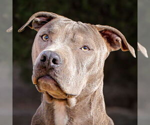 American Staffordshire Terrier Dogs for adoption in Albuquerque, NM, USA