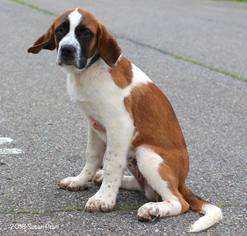 Saint Bernard Dogs for adoption in Bedford, VA, USA