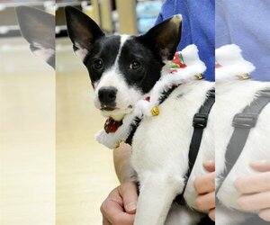 Rat Terrier Dogs for adoption in Horn Lake, MS, USA