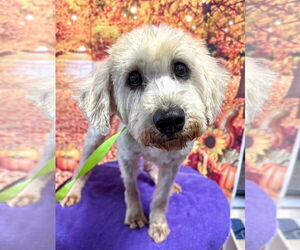 Retriever -Unknown Mix Dogs for adoption in Newport Beach, CA, USA