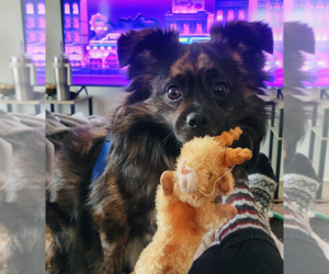 Pomeranian-Unknown Mix Dogs for adoption in Cottage Grove, MN, USA