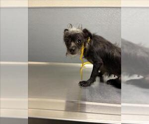 Mutt Dogs for adoption in Las Vegas, NV, USA