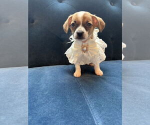 Chihuahua-Unknown Mix Dogs for adoption in St. Louis Park, MN, USA