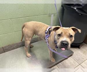 American Staffordshire Terrier-Unknown Mix Dogs for adoption in Grand Prairie, TX, USA