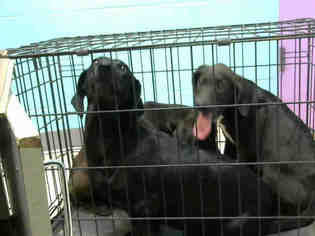 Basschshund Dogs for adoption in Lufkin, TX, USA