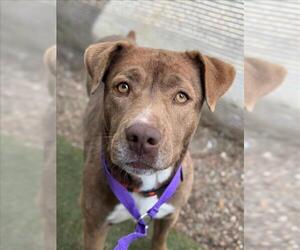 Labrador Retriever-Unknown Mix Dogs for adoption in Woodland, CA, USA
