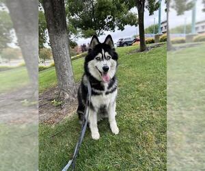 Siberian Husky Dogs for adoption in Fremont, CA, USA