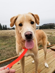 Akita-Unknown Mix Dogs for adoption in Spokane, WA, USA