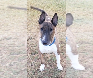 Bull Terrier Dogs for adoption in PIPE CREEK, TX, USA