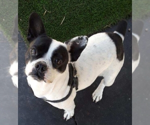 French Bulldog Dogs for adoption in San Pablo, CA, USA