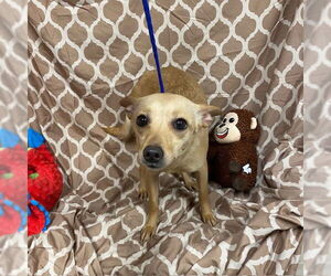 Chihuahua Dogs for adoption in Modesto, CA, USA