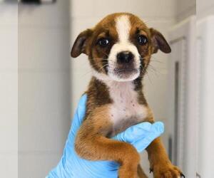 Labrador Retriever-Unknown Mix Dogs for adoption in San Antonio, TX, USA