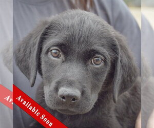 Mutt Dogs for adoption in Huntley, IL, USA
