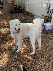 Great Pyrenees Dogs for adoption in Boerne, TX, USA