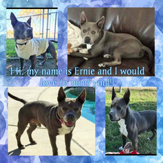 American Staffordshire Terrier Dogs for adoption in Rancho Santa Margarita, CA, USA