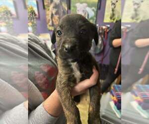 Mutt Dogs for adoption in Evansville, IN, USA