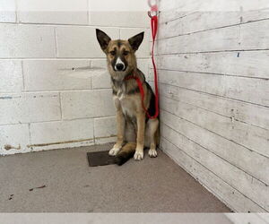 German Shepherd Dog Dogs for adoption in San Bernardino, CA, USA