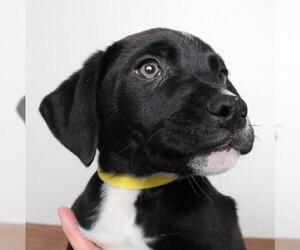 Borador Dogs for adoption in Eden Prairie, MN, USA