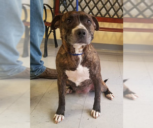 Bullboxer Pit Dogs for adoption in Low Moor, VA, USA