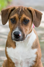 Medium Photo #1 Basset Hound-Unknown Mix Puppy For Sale in Miami, FL, USA