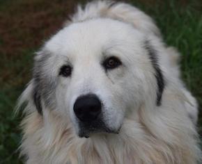 Great Pyrenees Dogs for adoption in Cochran, GA, USA