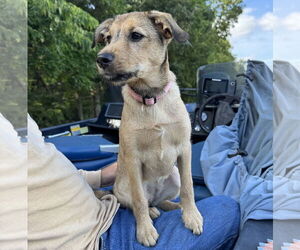 Mutt Dogs for adoption in Brooklyn Center, MN, USA