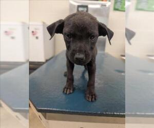 Bulldog-Unknown Mix Dogs for adoption in Mobile, AL, USA