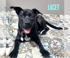 Mutt Dogs for adoption in Omaha, NE, USA