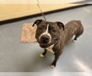 American Pit Bull Terrier-Unknown Mix Dogs for adoption in Denver, CO, USA