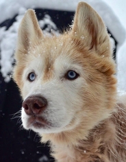 Siberian Husky Dogs for adoption in Matawan, NJ, USA