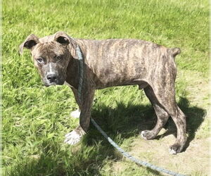 Boxer-Unknown Mix Dogs for adoption in Olalla, WA, USA