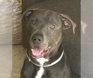 American Staffordshire Terrier-Unknown Mix Dogs for adoption in Lake Forest, CA, USA