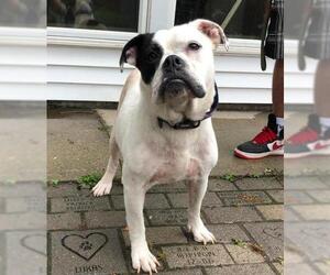 Bulldog Dogs for adoption in Calverton, NY, USA